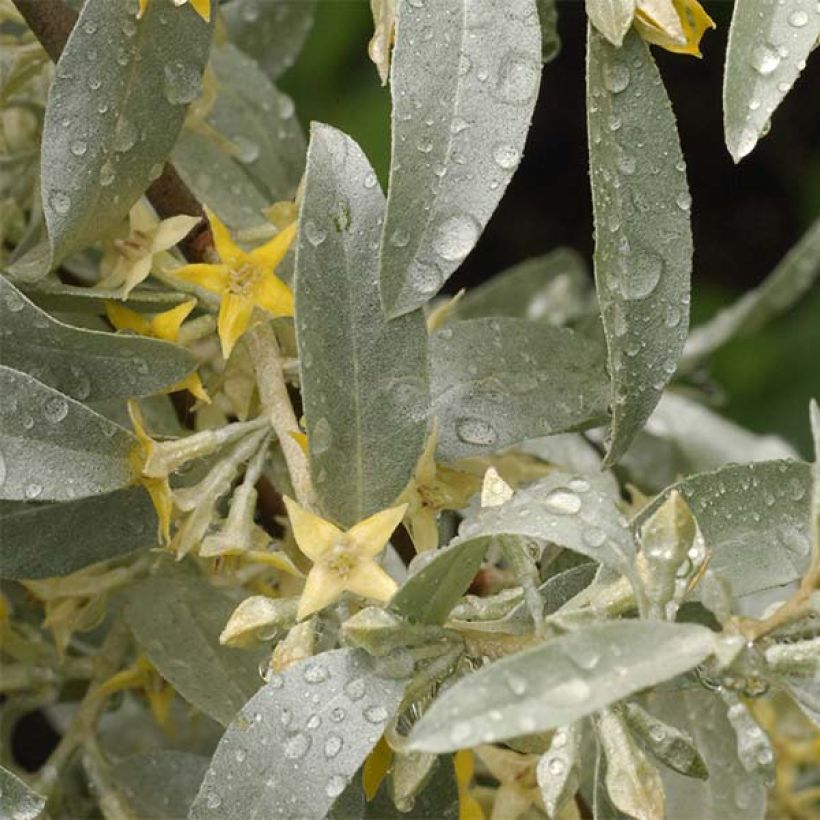 Elaeagnus commutata Zempin - Smalbladige olijfwilg (Blad)