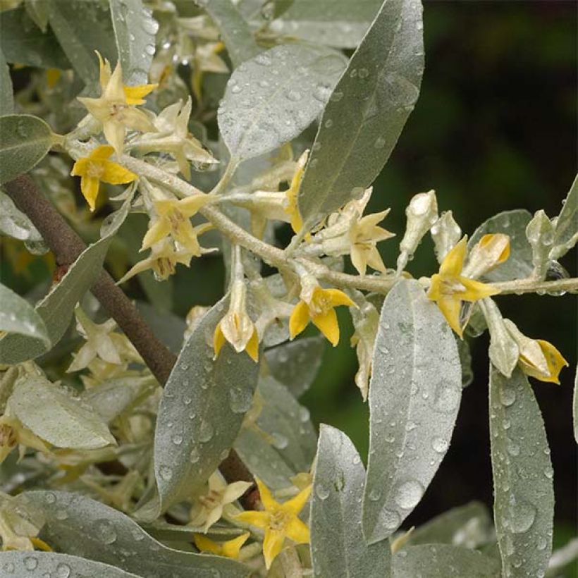 Elaeagnus commutata Zempin - Smalbladige olijfwilg (Bloei)