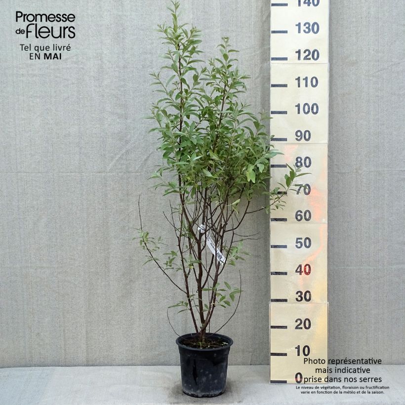 Exemplaar van Elaeagnus commutata Zempin - Smalbladige olijfwilg Pot van 4 l/5 l zoals geleverd in de lente