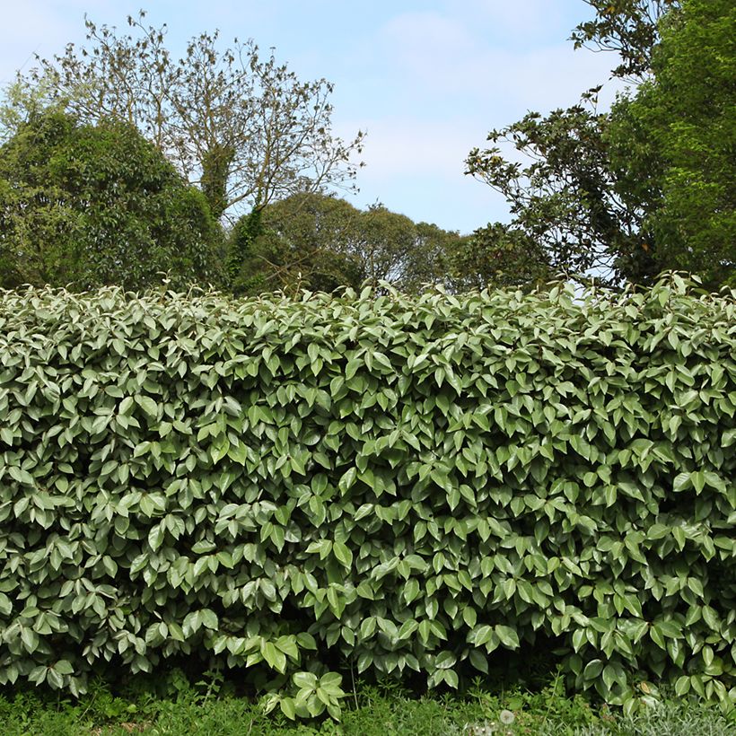 Elaeagnus ebbingei - Olijfwilg (Groeiplaats)