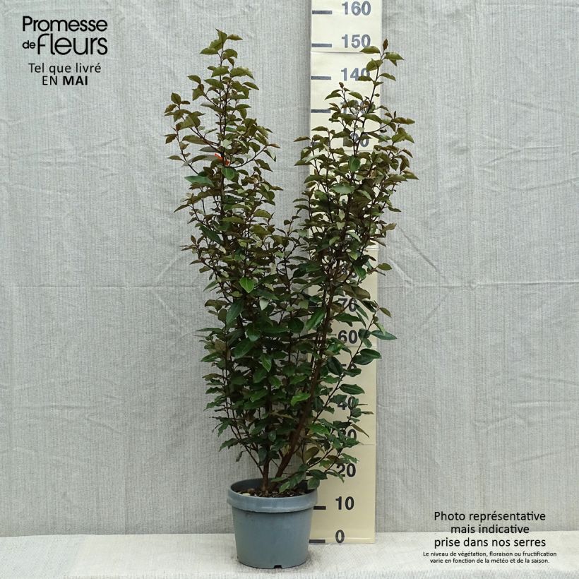 Exemplaar van Elaeagnus ebbingei - Olijfwilg Pot van 7,5 l/10 l zoals geleverd in de lente
