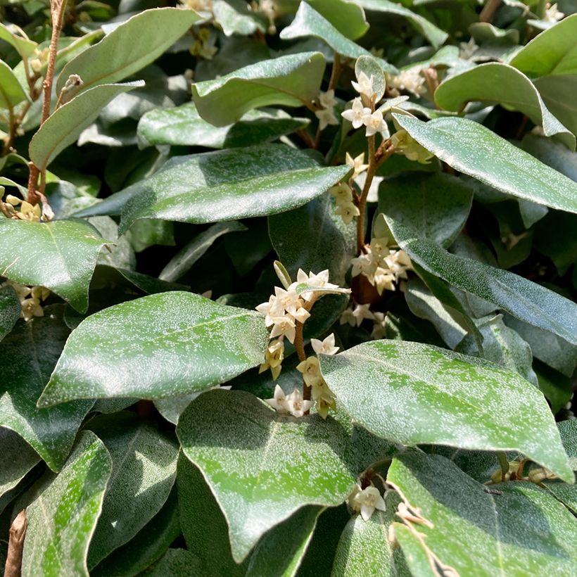 Elaeagnus ebbingei Compacta - Olijfwilg (Bloei)