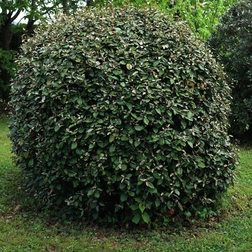 Elaeagnus ebbingei Compacta - Olijfwilg (Groeiplaats)