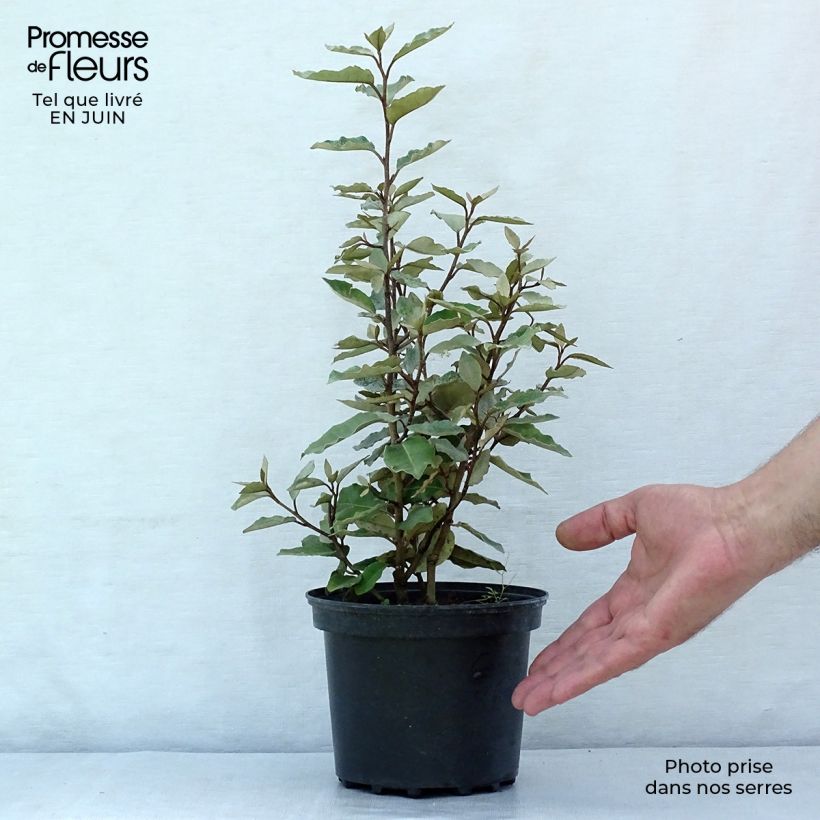 Exemplaar van Elaeagnus ebbingei Compacta - Olijfwilg Pot van 2 l/3 l zoals geleverd in de zomer