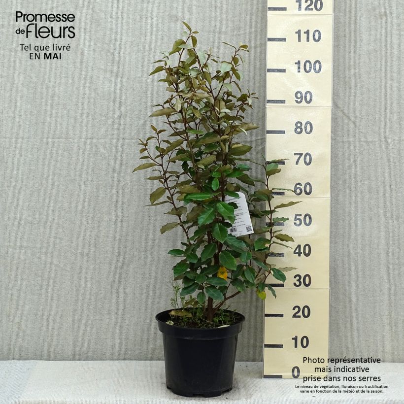 Exemplaar van Elaeagnus ebbingei Compacta - Olijfwilg Pot van 7,5 l/10 l zoals geleverd in de lente
