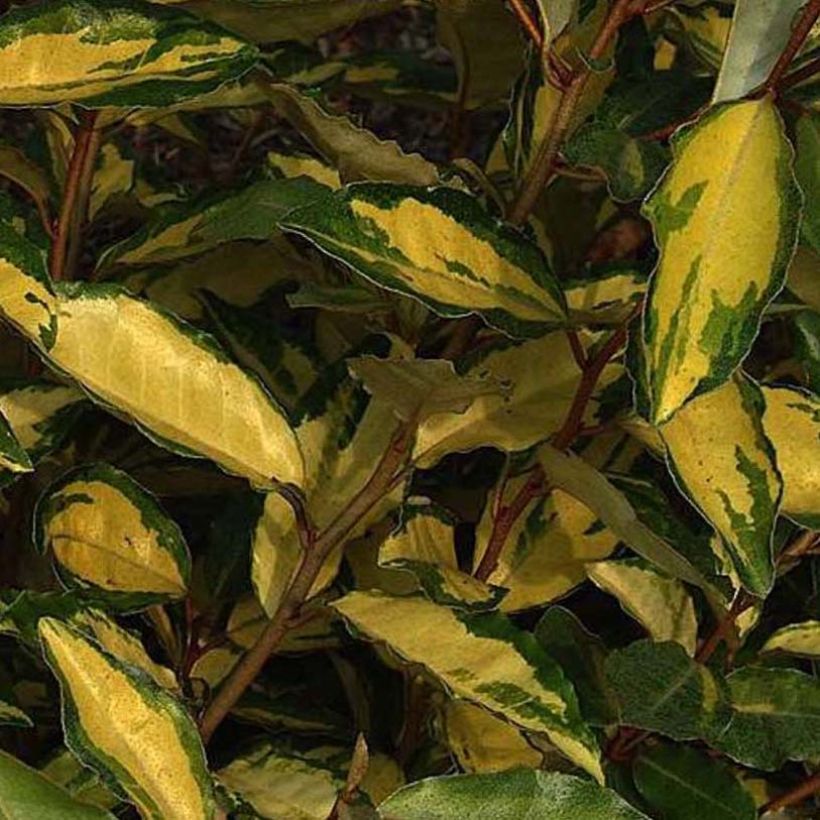Elaeagnus ebbingei Eleador - Olijfwilg (Blad)