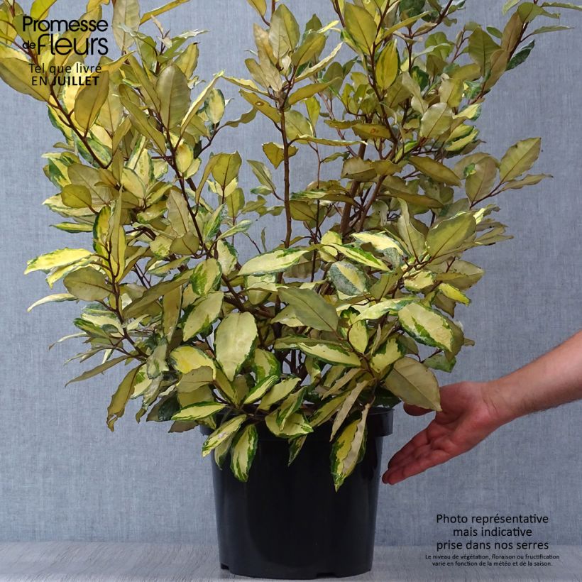 Exemplaar van Elaeagnus ebbingei Eleador - Olijfwilg Pot van 7,5 l/10 l zoals geleverd in de zomer