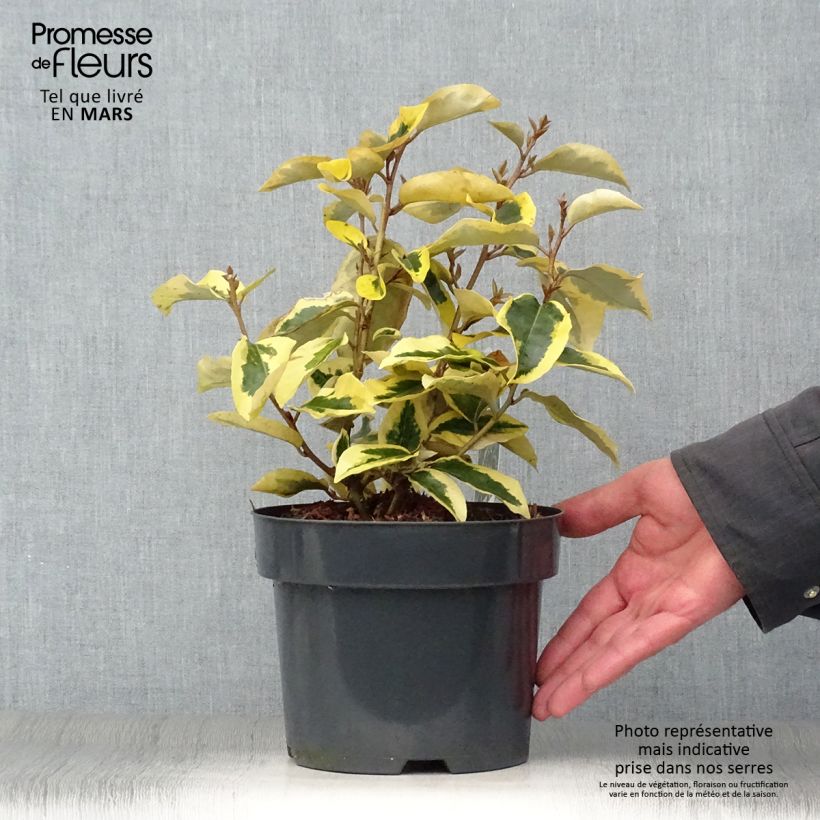 Exemplaar van Elaeagnus ebbingei Gilt Edge - Olijfwilg Pot van 2 l/3 l zoals geleverd in de lente
