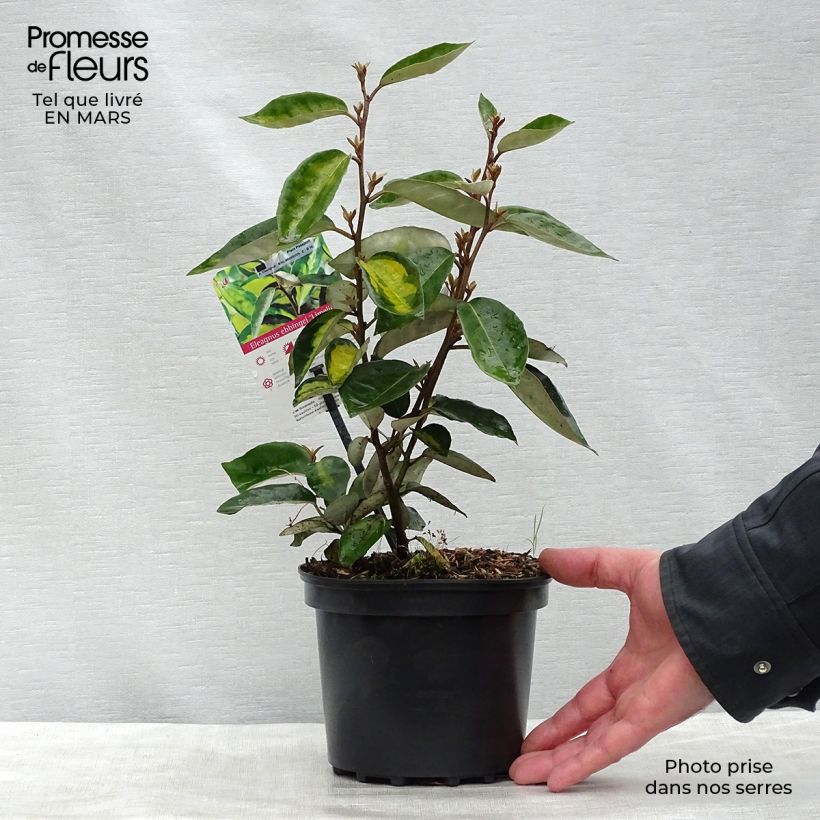 Exemplaar van Elaeagnus ebbingei Limelight - Olijfwilg Pot van 2 l/3 l zoals geleverd in de lente