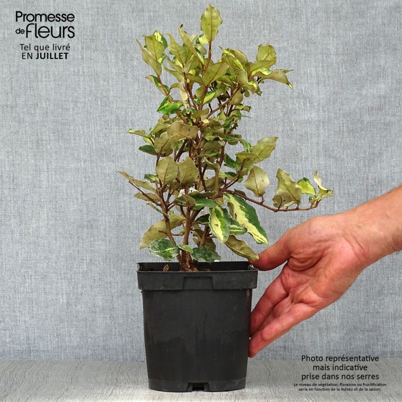 Exemplaar van Elaeagnus ebbingei Maryline - Olijfwilg Pot van 2 l/3 l zoals geleverd in de zomer