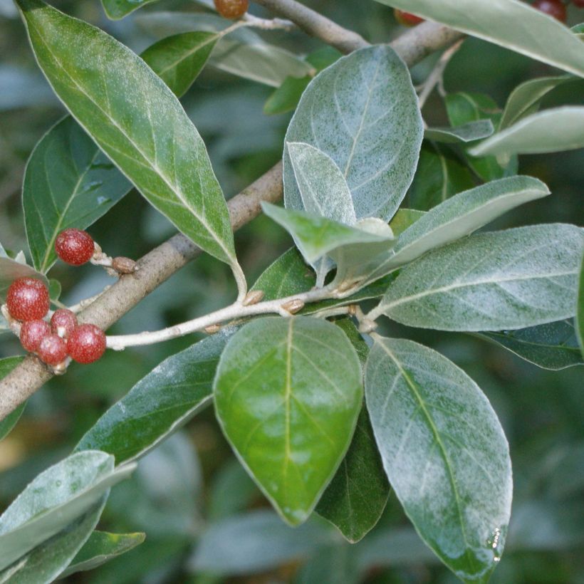 Elaeagnus multiflora - Japanse olijfwilg (Blad)