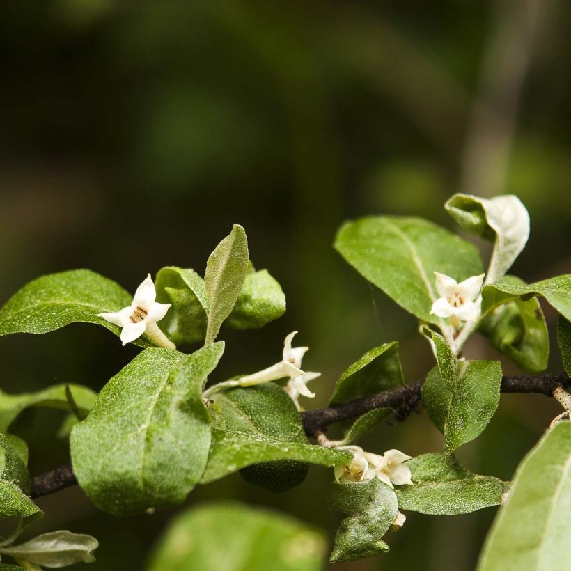 Elaeagnus multiflora - Japanse olijfwilg (Bloei)