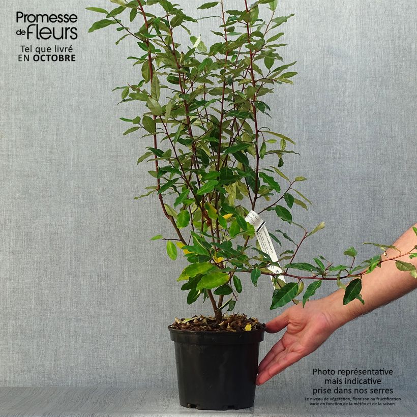 Exemplaar van Elaeagnus multiflora - Japanse olijfwilg Pot van 2 l/3 l zoals geleverd in de herfst