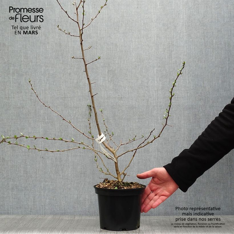 Exemplaar van Elaeagnus multiflora - Japanse olijfwilg Pot van 2 l/3 l zoals geleverd in de lente