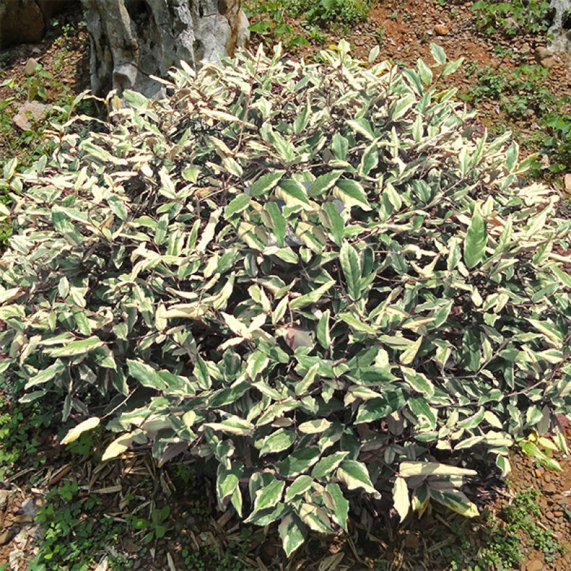 Elaeagnus pungens Hosuba Fukurin - Stekelige olijfwilg (Plant habit)