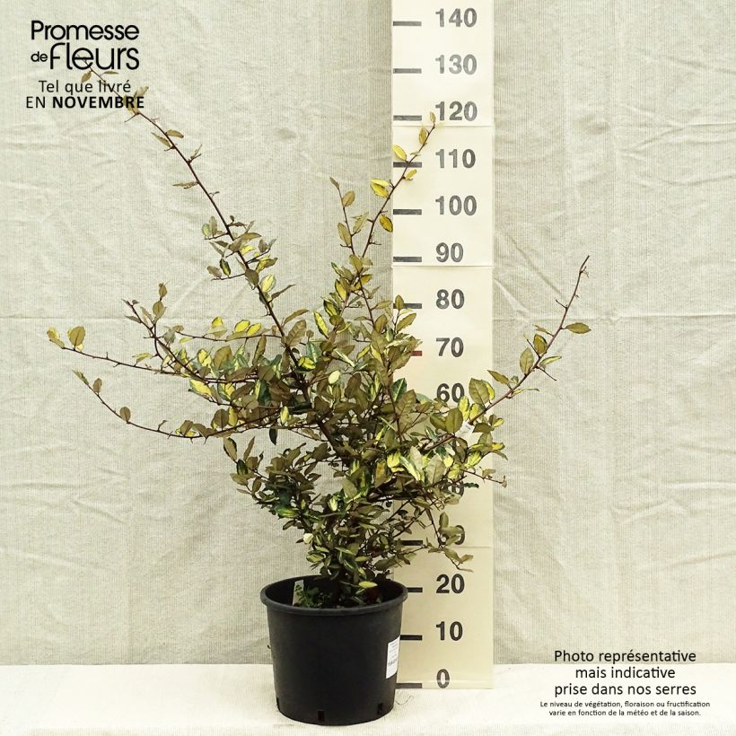 Exemplaar van Elaeagnus pungens Maculata - Stekelige olijfwilg Pot van 7,5 l/10 l zoals geleverd in de herfst