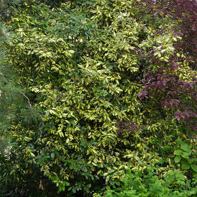 Elaeagnus pungens Maculata - Stekelige olijfwilg (Groeiplaats)