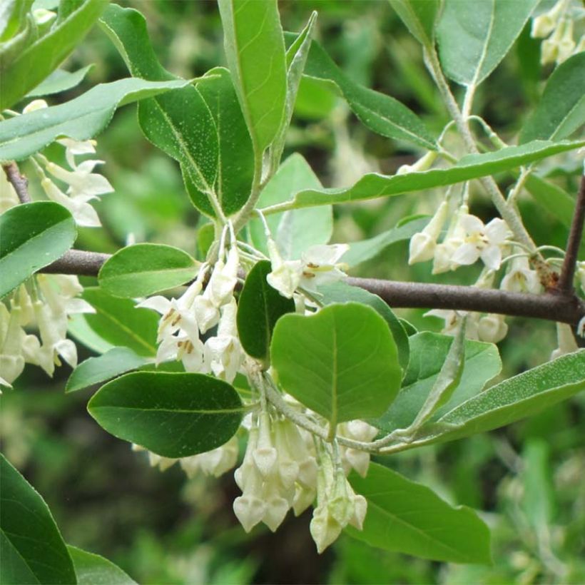 Elaeagnus umbellata - Olijfwilg (Blad)