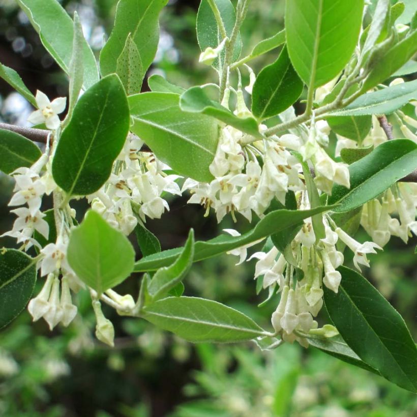 Elaeagnus umbellata - Olijfwilg (Bloei)