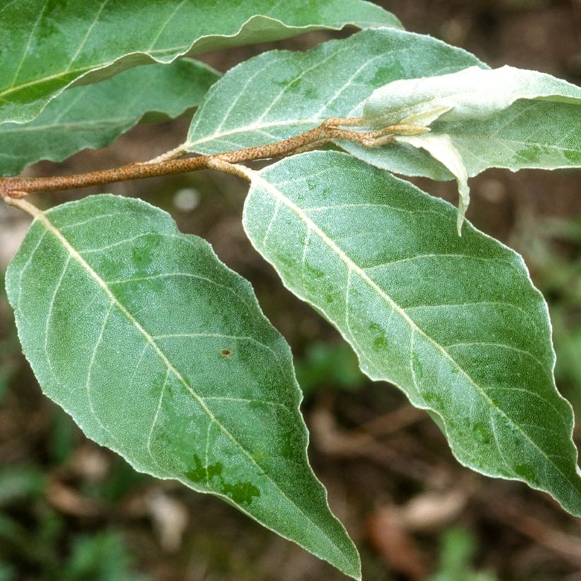Elaeagnus umbellata - Olijfwilg (Blad)