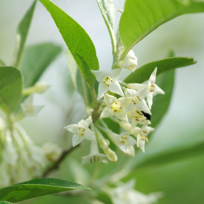Elaeagnus umbellata - Olijfwilg (Bloei)