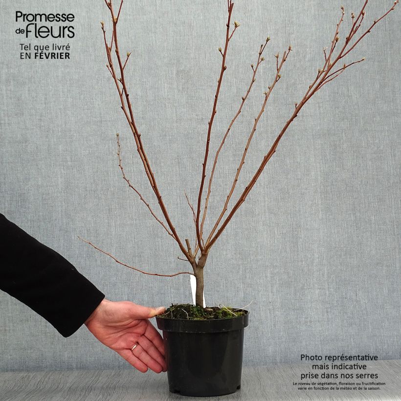 Exemplaar van Elaeagnus umbellata - Olijfwilg Pot van 7,5 l/10 l zoals geleverd in de winter