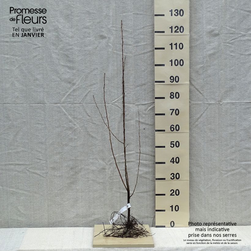 Exemplaar van Elaeagnus umbellata - Olijfwilg Naakte wortel zoals geleverd in de winter