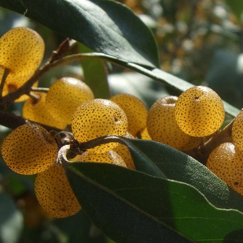 Elaeagnus umbellata Fortunella - Olijfwilg (Oogst)