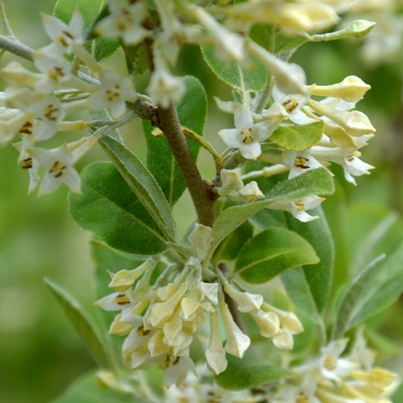 Elaeagnus umbellata Fortunella - Olijfwilg (Bloei)