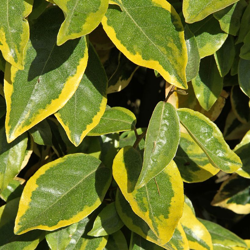 Elaeagnus ebbingei Viveleg - Olijfwilg (Blad)