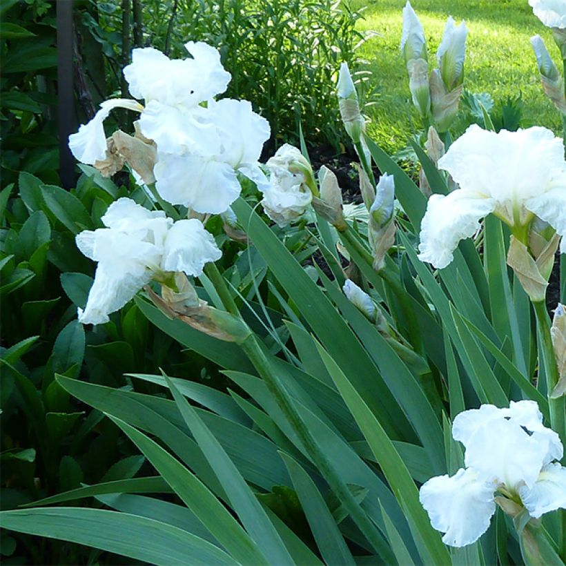Iris germanica Immortality - Baardiris (Bloei)