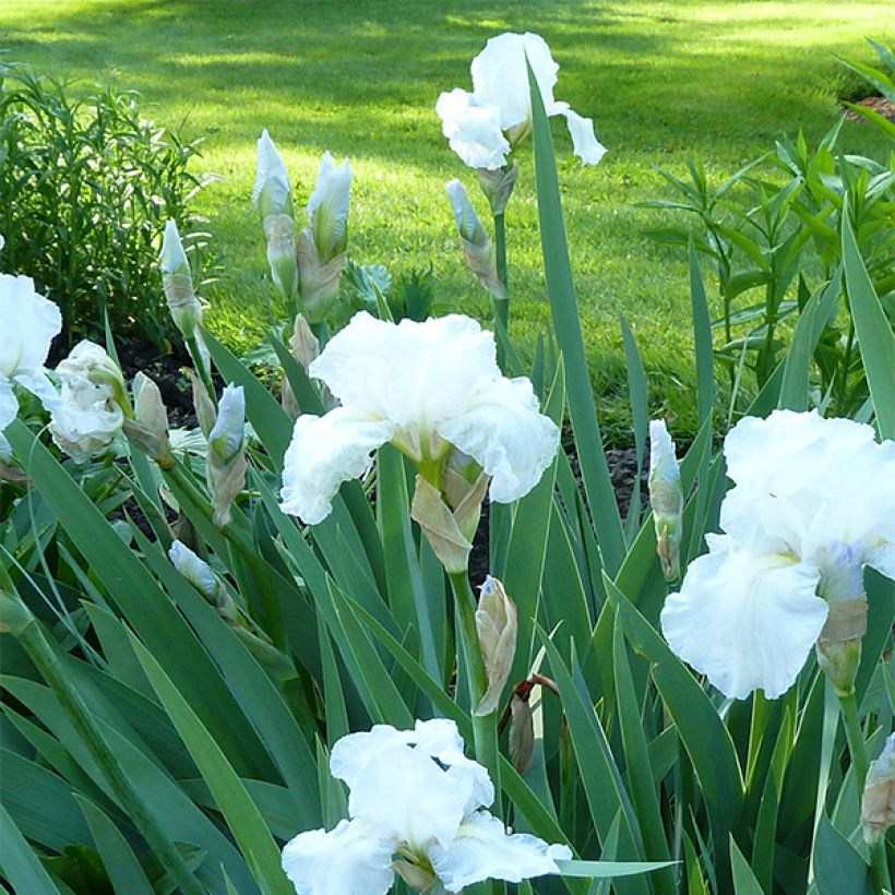 Iris germanica Immortality - Baardiris (Groeiplaats)