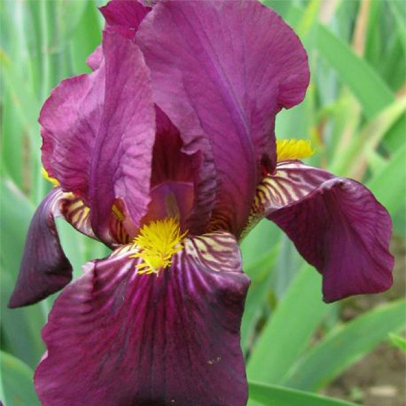 Iris germanica Red Orchid - Baardiris (Bloei)