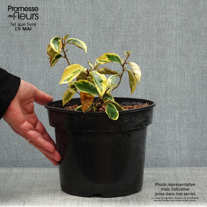 Exemplaar van Elaeagnus ebbingei Gilt Edge - Olijfwilg Pot van 3 l/4 l zoals geleverd in de lente