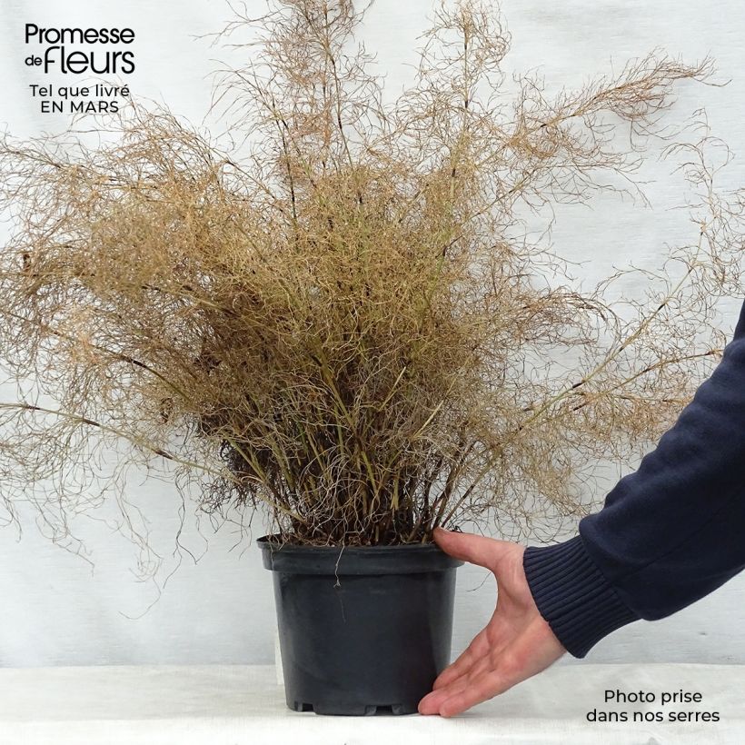 Example of Elegia capensis - Restio Pot van 2 l/3 l as you get in printemps