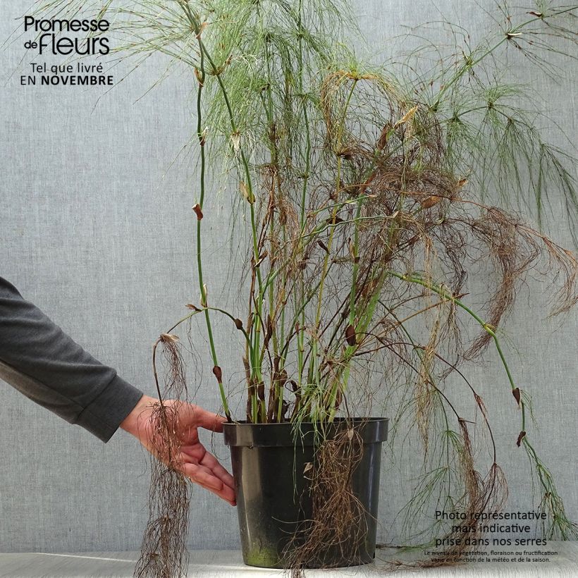 Exemplaar van Elegia capensis - Restio Pot van 7,5 l/10 l zoals geleverd in de herfst