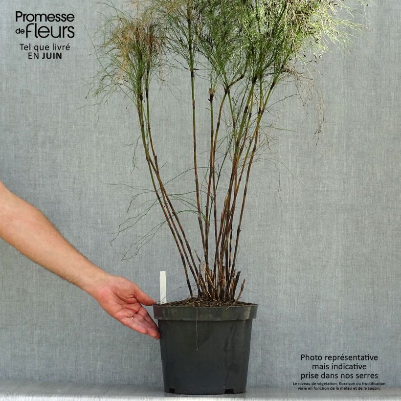 Exemplaar van Elegia capensis - Restio Pot van 7,5 l/10 l zoals geleverd in de zomer