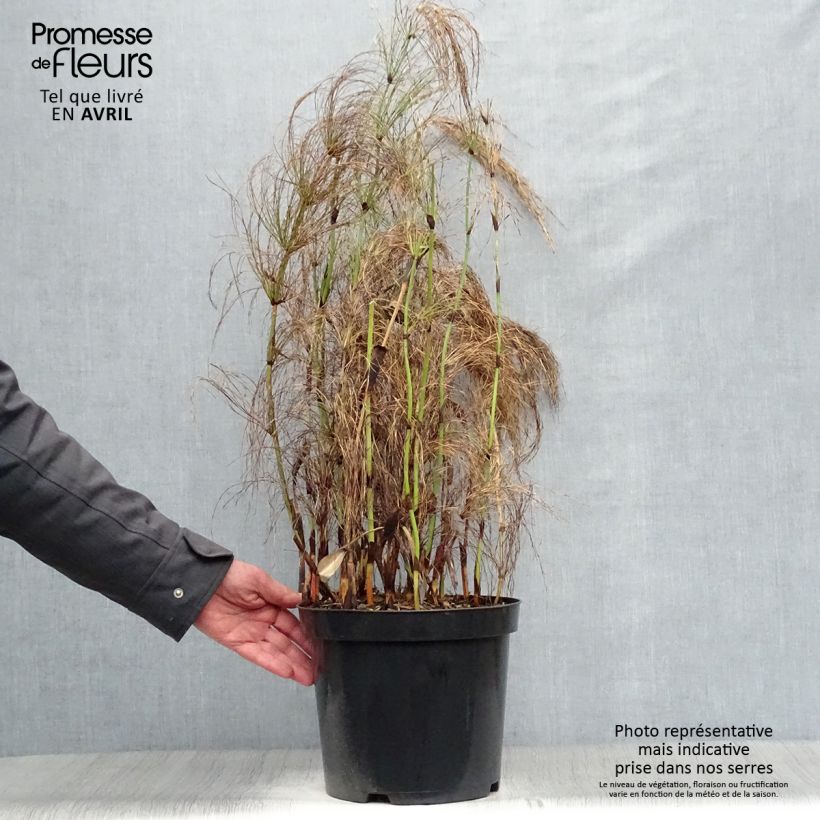 Example of Elegia capensis - Restio Pot van 7,5 l/10 l as you get in printemps