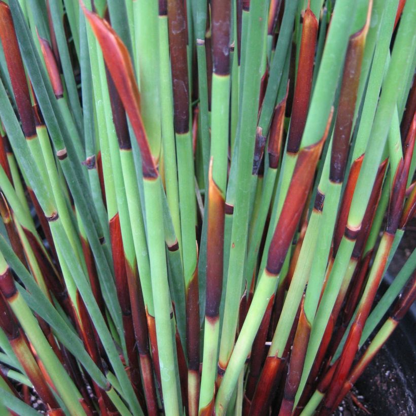 Elegia elephantina - Restio (Blad)