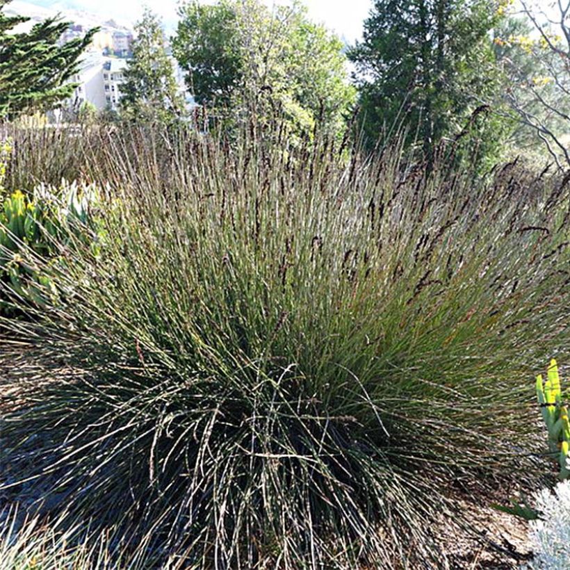 Elegia elephantina - Restio (Groeiplaats)