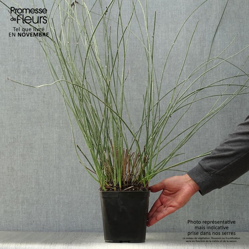 Exemplaar van Elegia elephantina - Restio Pot van 2 l/3 l zoals geleverd in de herfst