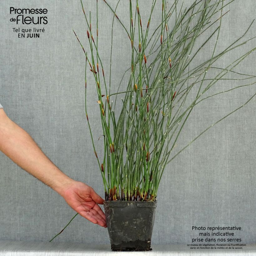 Exemplaar van Elegia elephantina - Restio Pot van 2 l/3 l zoals geleverd in de zomer