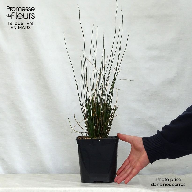 Exemplaar van Elegia tectorum Fish Hoek - Restio Pot van 1 l/1,5 l zoals geleverd in de lente