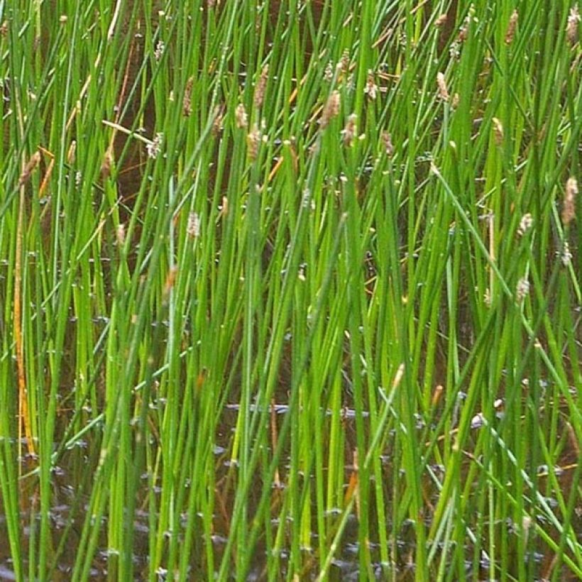 Eleocharis palustris - Gewone waterbies (Blad)