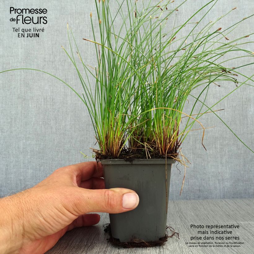 Exemplaar van Eleocharis palustris - Gewone waterbies Kweekpotje van 8/9 cm zoals geleverd in de zomer