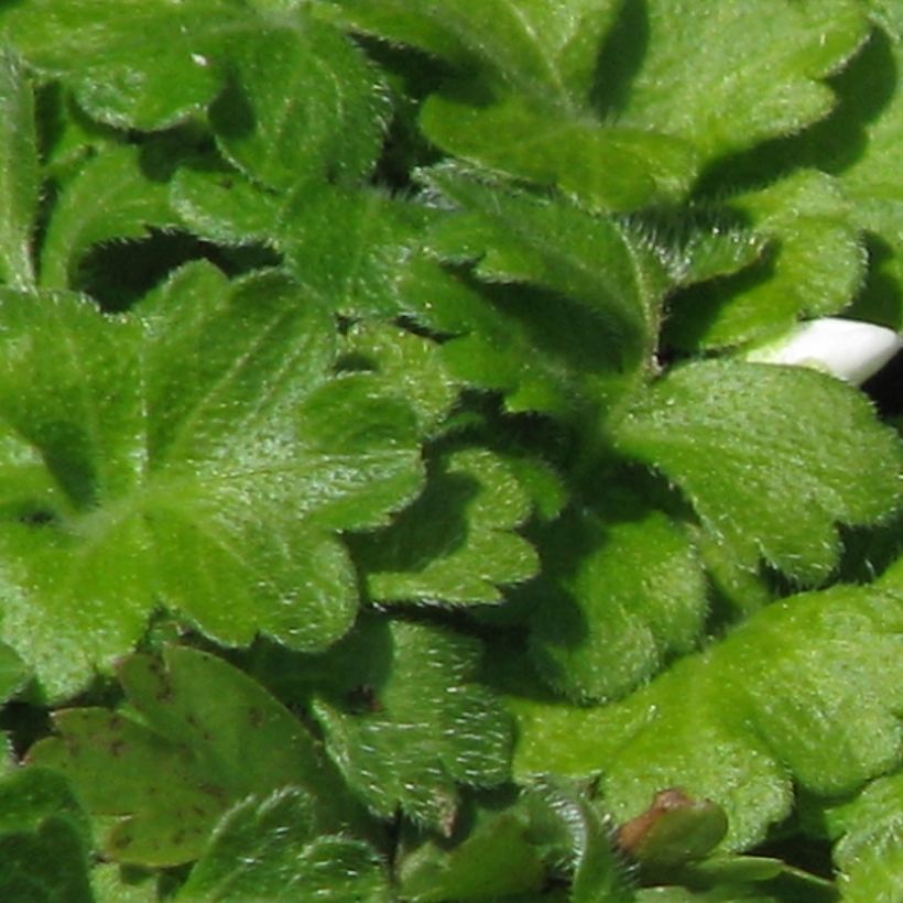 Ellisiophyllum pinnatum (Blad)