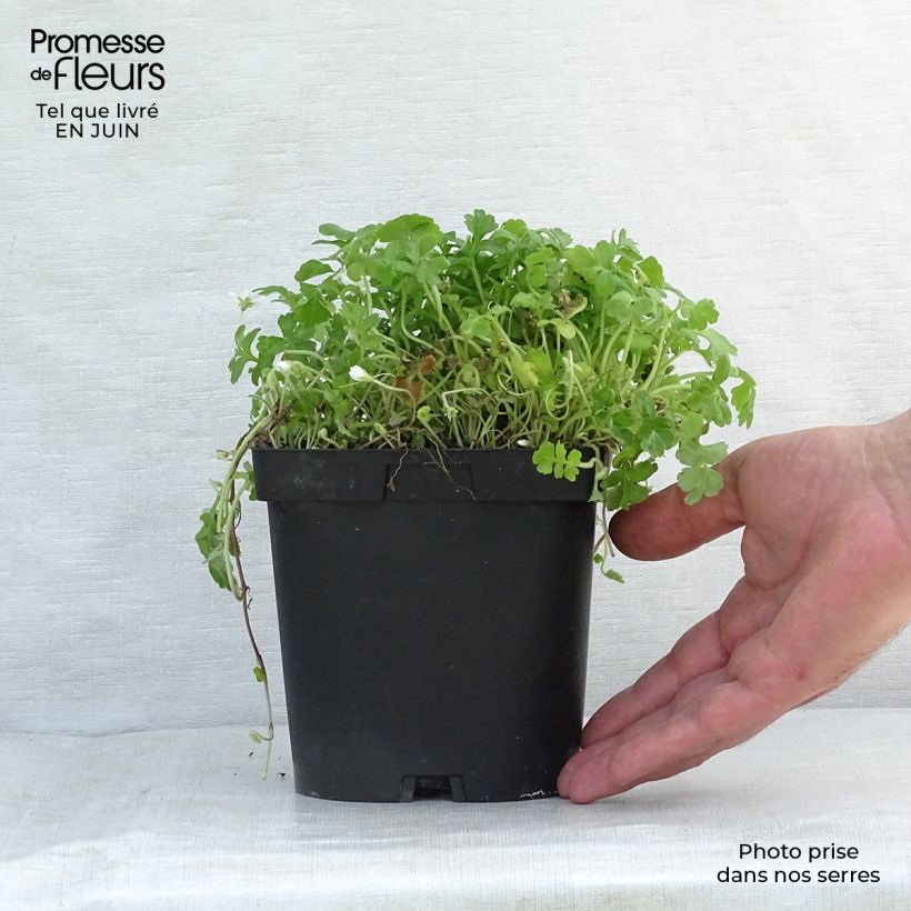 Exemplaar van Ellisiophyllum pinnatum Kweekpotje van 8/9 cm zoals geleverd in de zomer