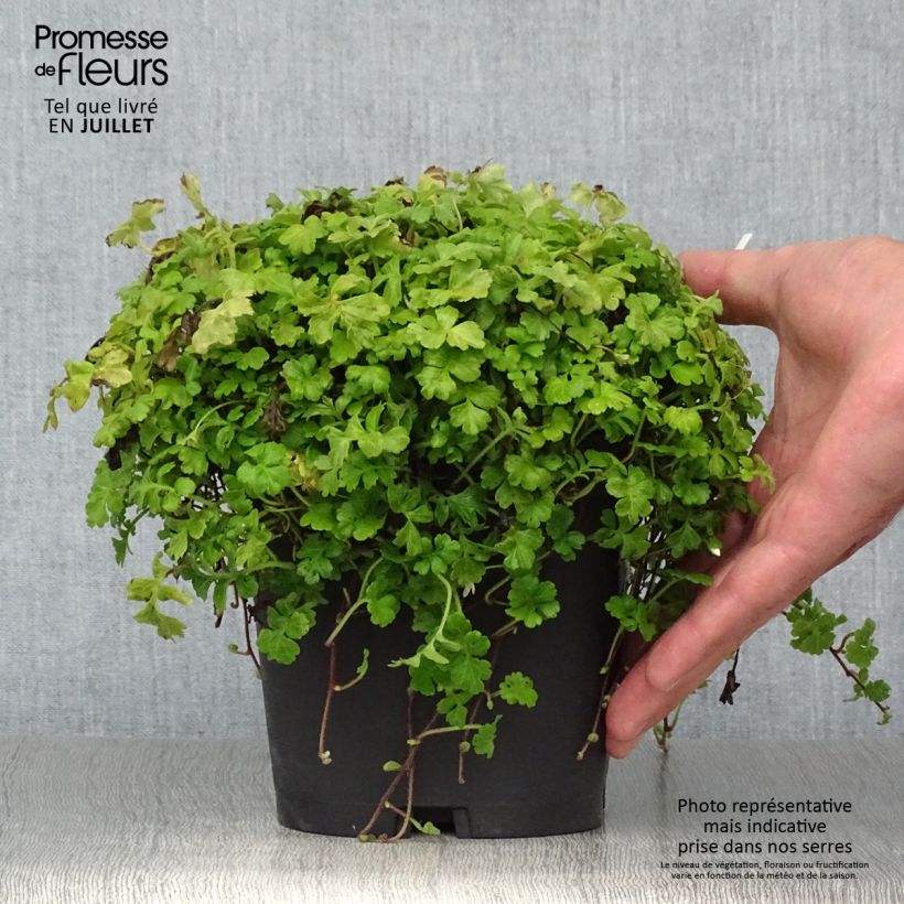 Exemplaar van Ellisiophyllum pinnatum Pot van 2 l/3 l zoals geleverd in de zomer