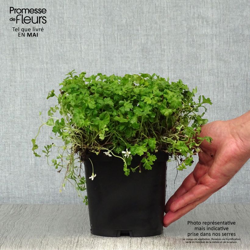 Exemplaar van Ellisiophyllum pinnatum Pot van 2 l/3 l zoals geleverd in de lente