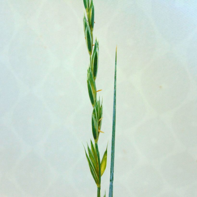 Elymus magellanicus - Hondstarwegras (Flowering)